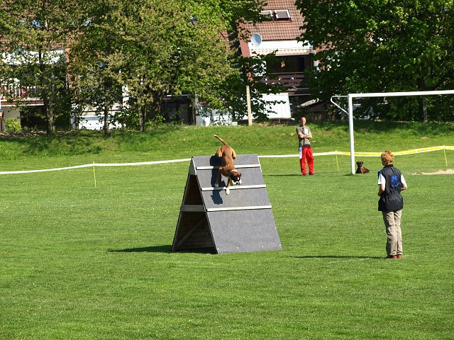 www.atibox.net * www.euroboxer.eu * www.boxergenealogia.eu